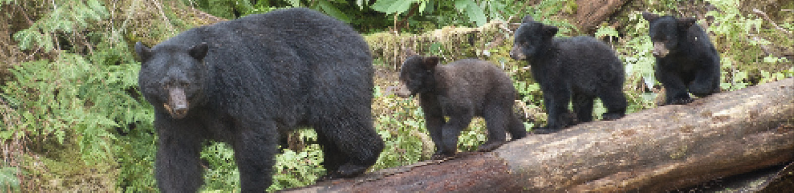 クマに遭わないための対策｜登山・キャンプで安全に過ごす方法