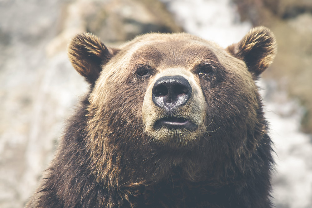 クマ出没が過去最多｜AIとセンサーで実現する人と野生動物の共生