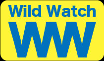 自治体の野生動物管理システム「Wild Watch」リリースのお知らせ